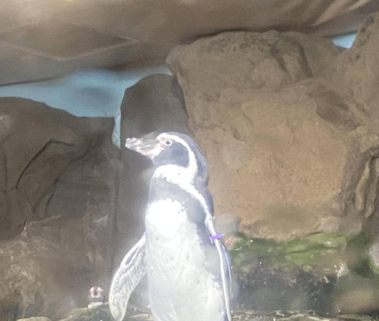 DIE PINGUINE VON HUMBOLDT - Cattolica Aquarium