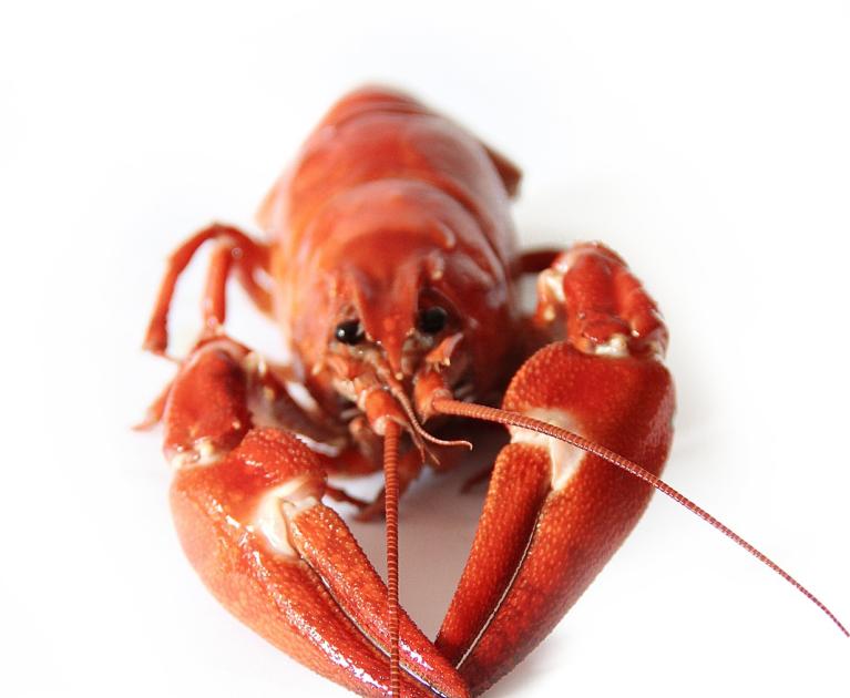 Bright red lobster, symbol of luxury and sea.