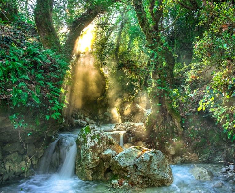 Stream in forest with sunbeams through trees, magical and serene atmosphere.